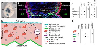 FGF10 Signaling in Heart Development, Homeostasis, Disease and Repair